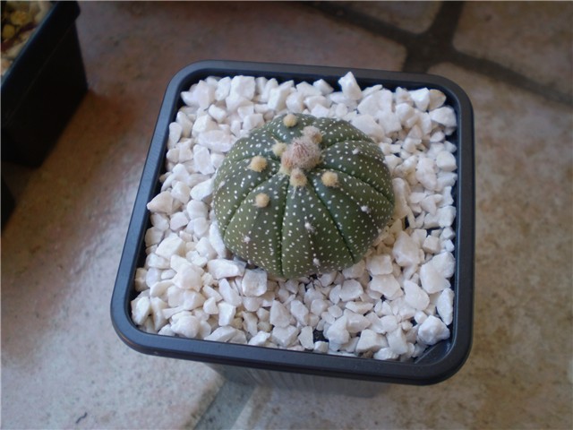 kaktus